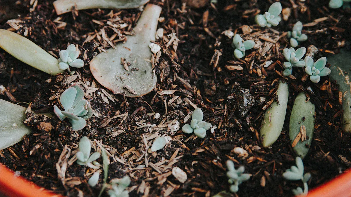 Propagating Succulents from Cuttings
