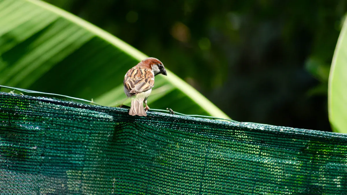 Safety and Maintenance Tips for Bird Netting