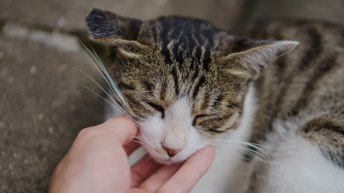 How to Choose Cat Hairball Remedies