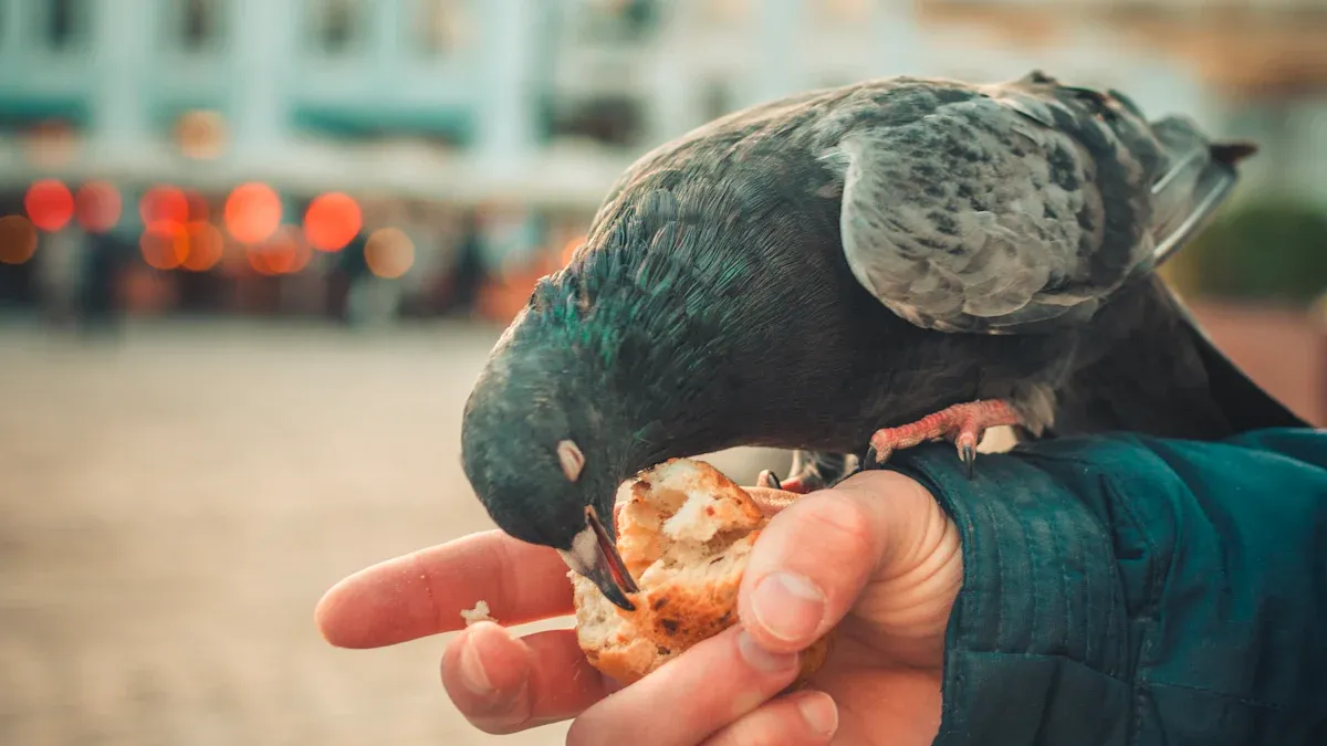 Hand-Feeding Squabs