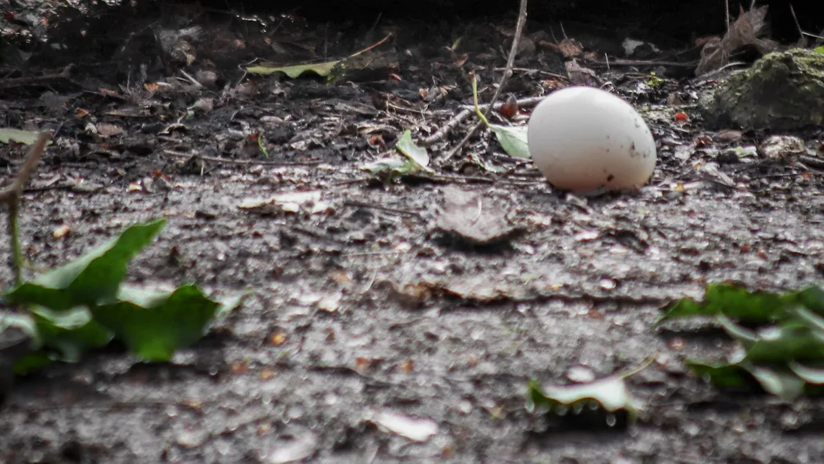 Lockdown and Hatching Duck Eggs