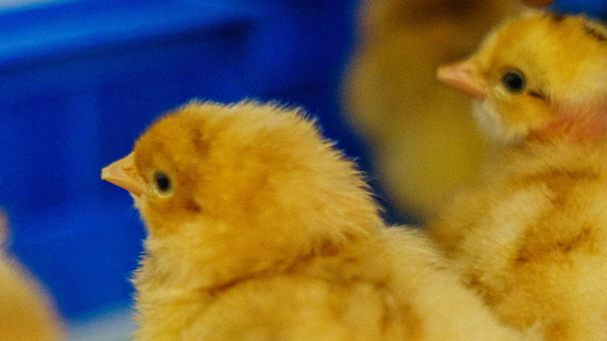 Chicks to Brooder