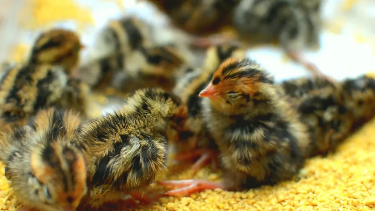 Lockdown & Hatching Quail Eggs