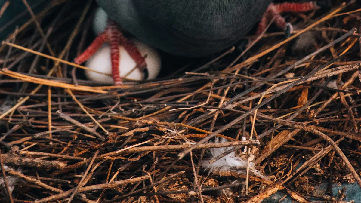 Pigeon Assisted Hatching Steps