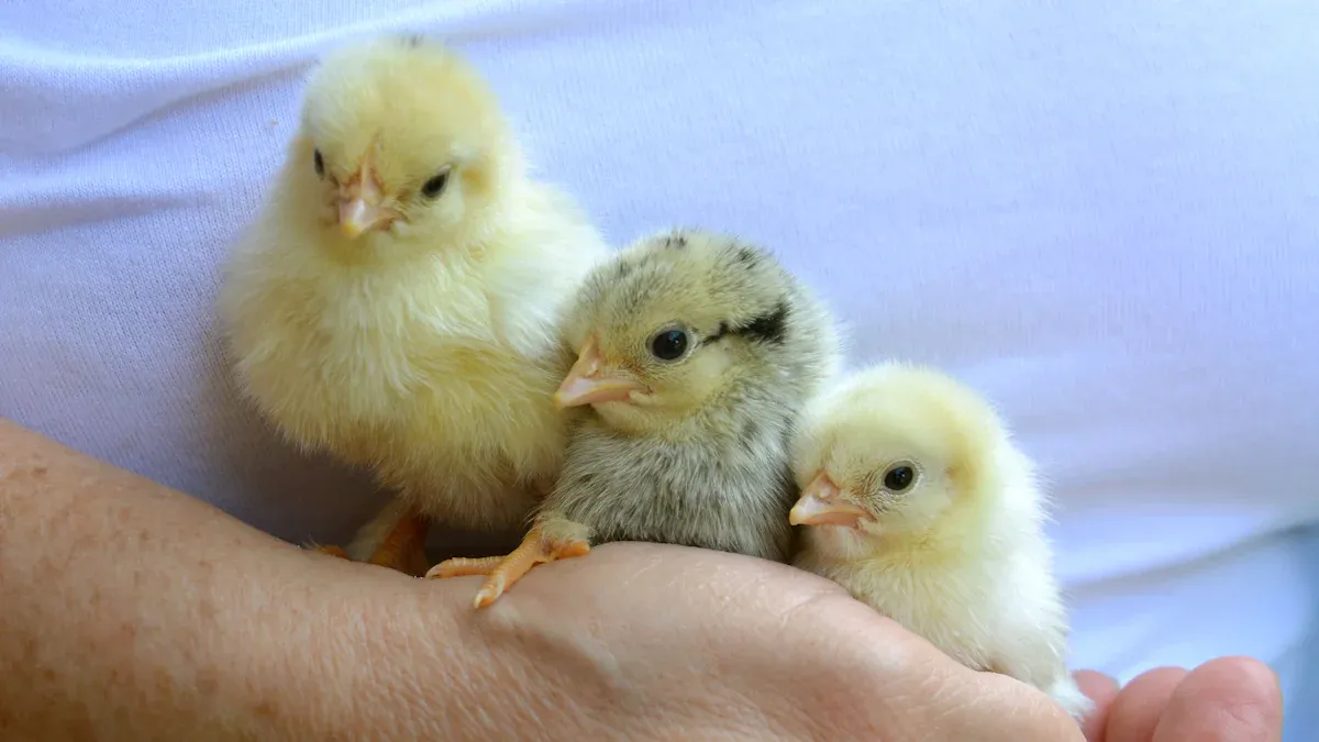 Buying Chicks: What to Expect