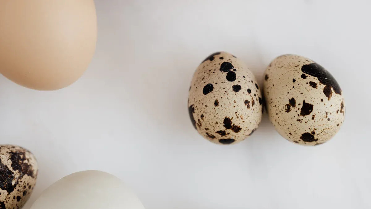 Quail Egg Shells, Size, and Water Loss