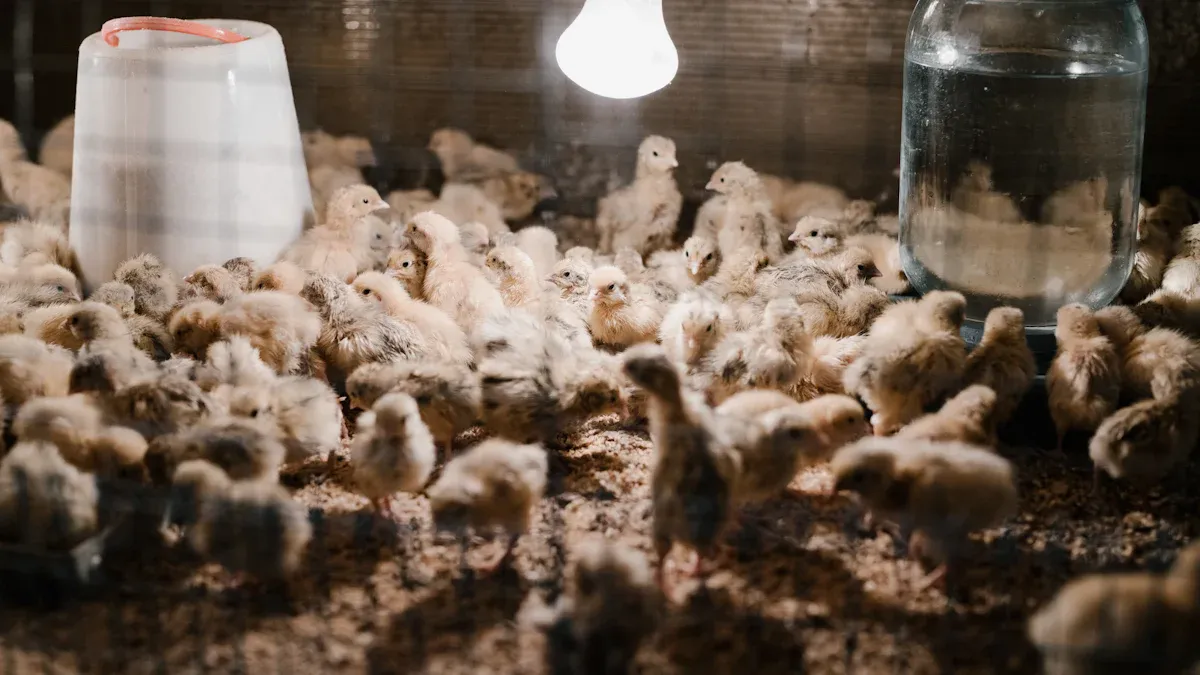 Signs Your Chickens Feel the Heat