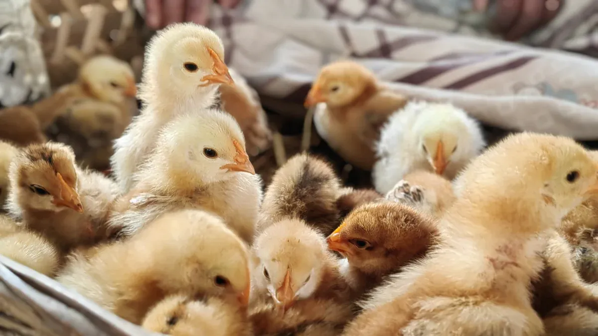 Safe Assistance Steps