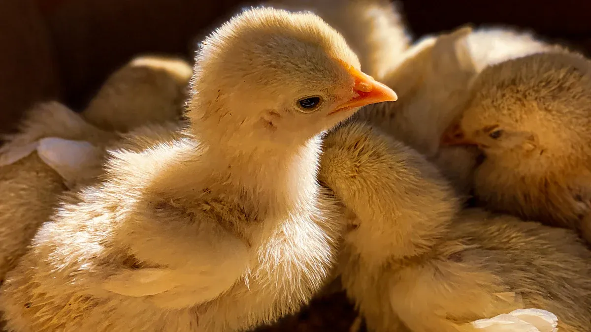 Read Chicks&rsquo; Bodies: Signs of Cold or Stress