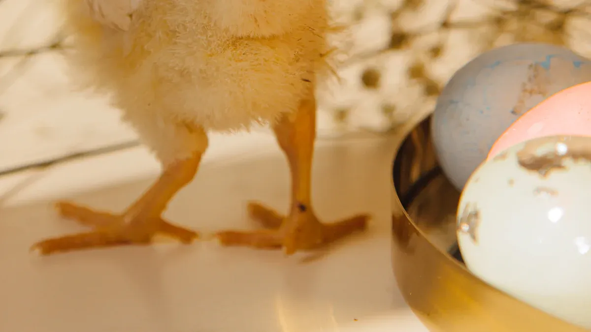 Hatching Duck Eggs: Lockdown & Hatch