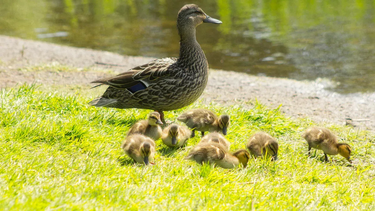 Classroom Setup: Day 0 to Hatch