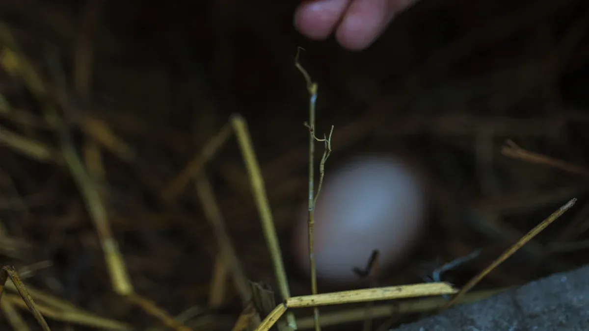 Broody Duck Behavior & Nest Management