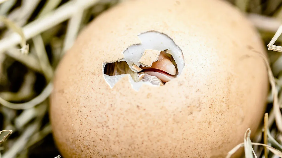 Hatching Process