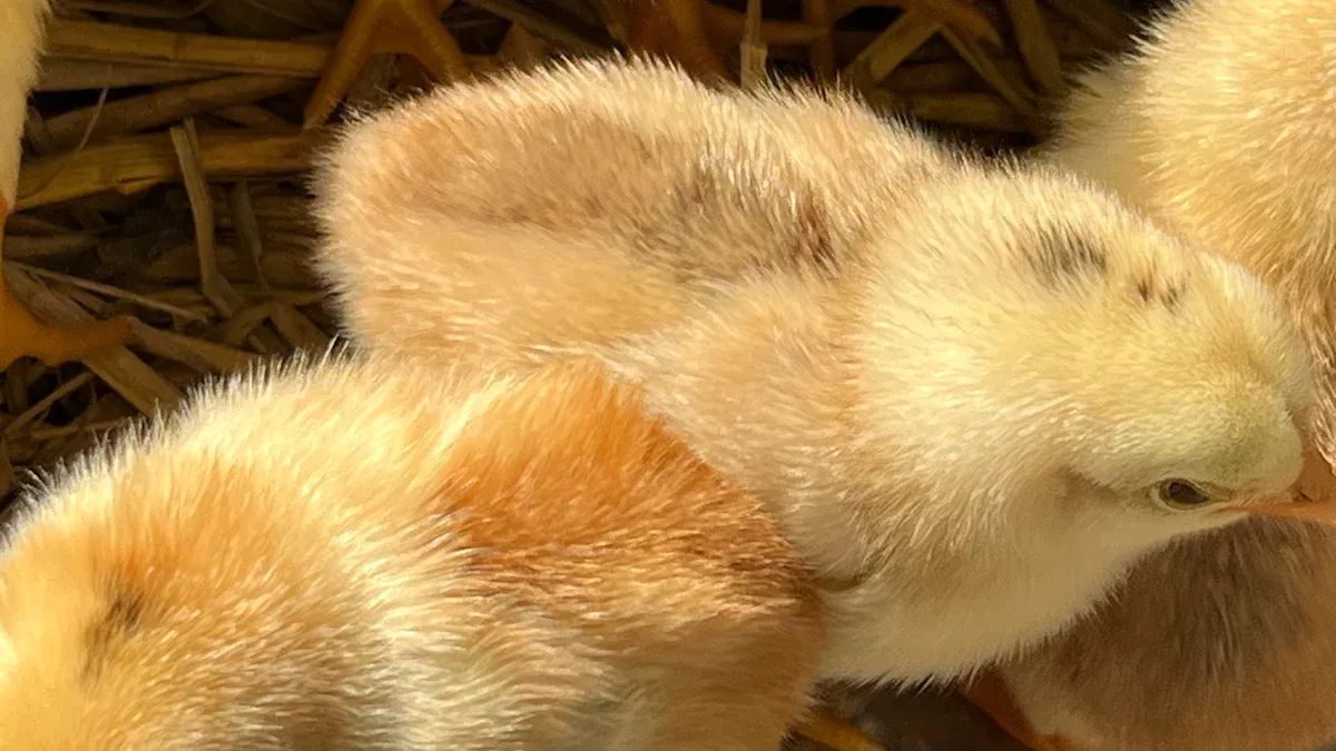 Post-Hatch