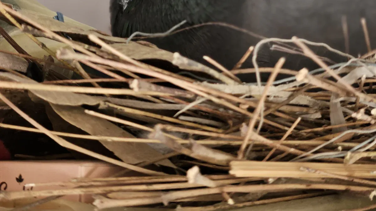 Incubator Settings for Pigeon Eggs