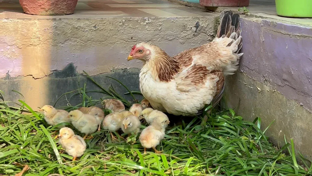 Broody Hen for Hatching Chicks: Pros and Cons