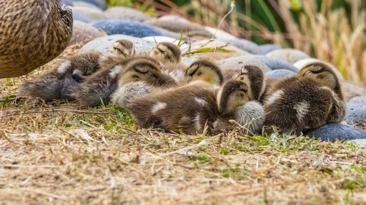 Hatch Duck Eggs: Hatch Day & Brooding