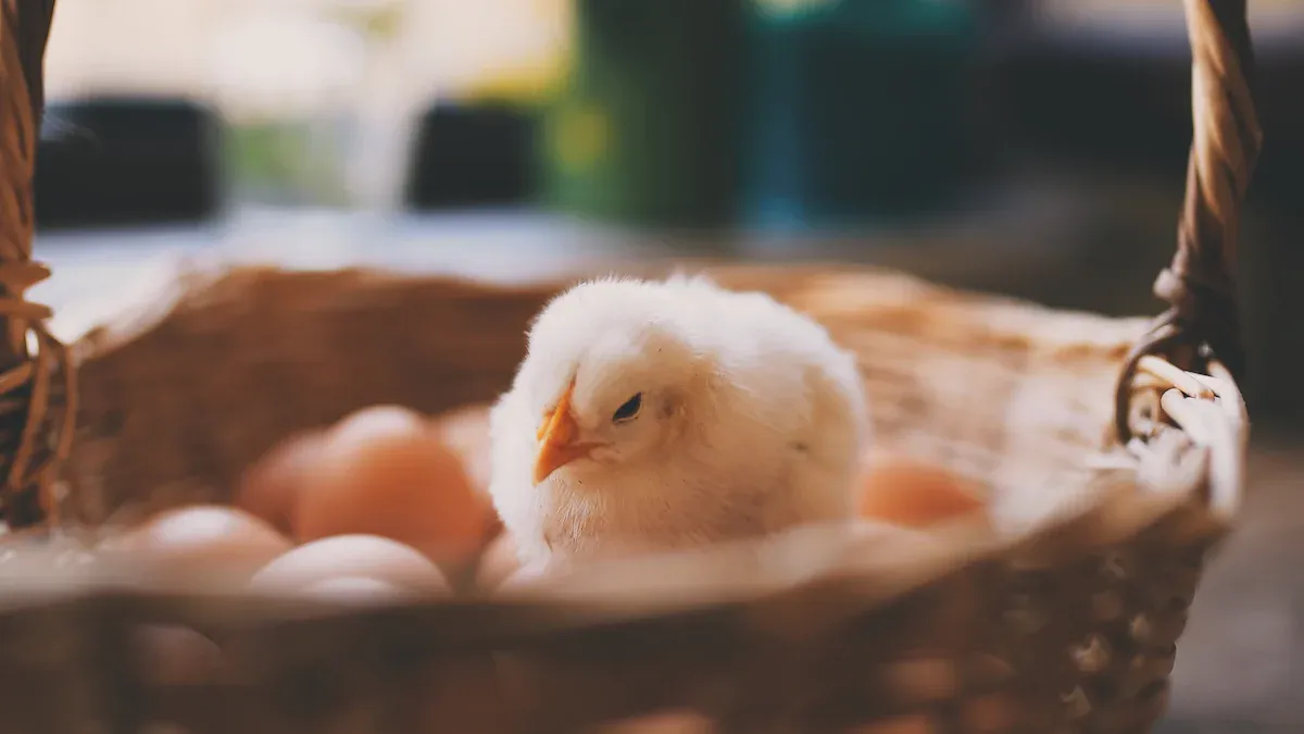 Parrot Egg Incubator Setup and Monitoring
