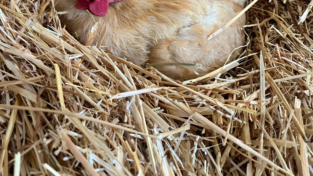Top 10 Mistakes New Backyard Chicken Owners Make with Their First Incubator
