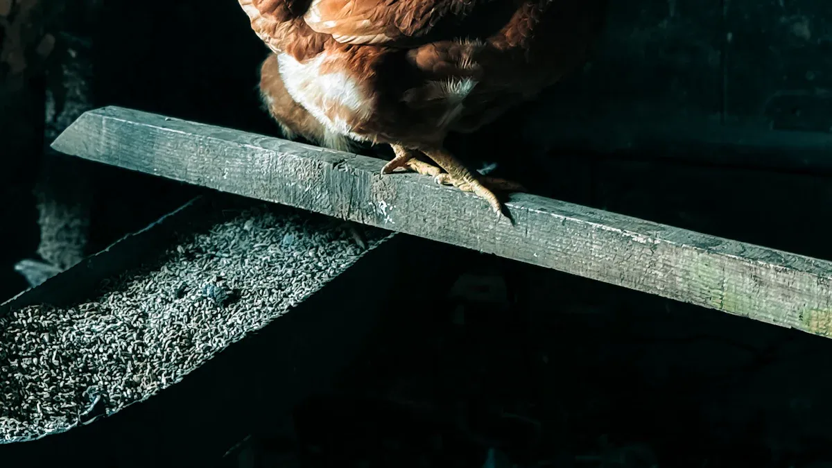 Bringing Chickens Home