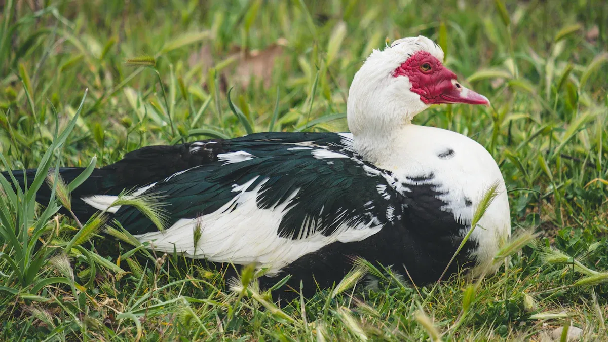 Turning and Handling Muscovy Eggs
