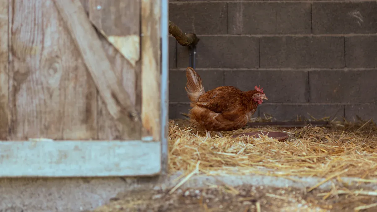 Egg Production: Light and Collection