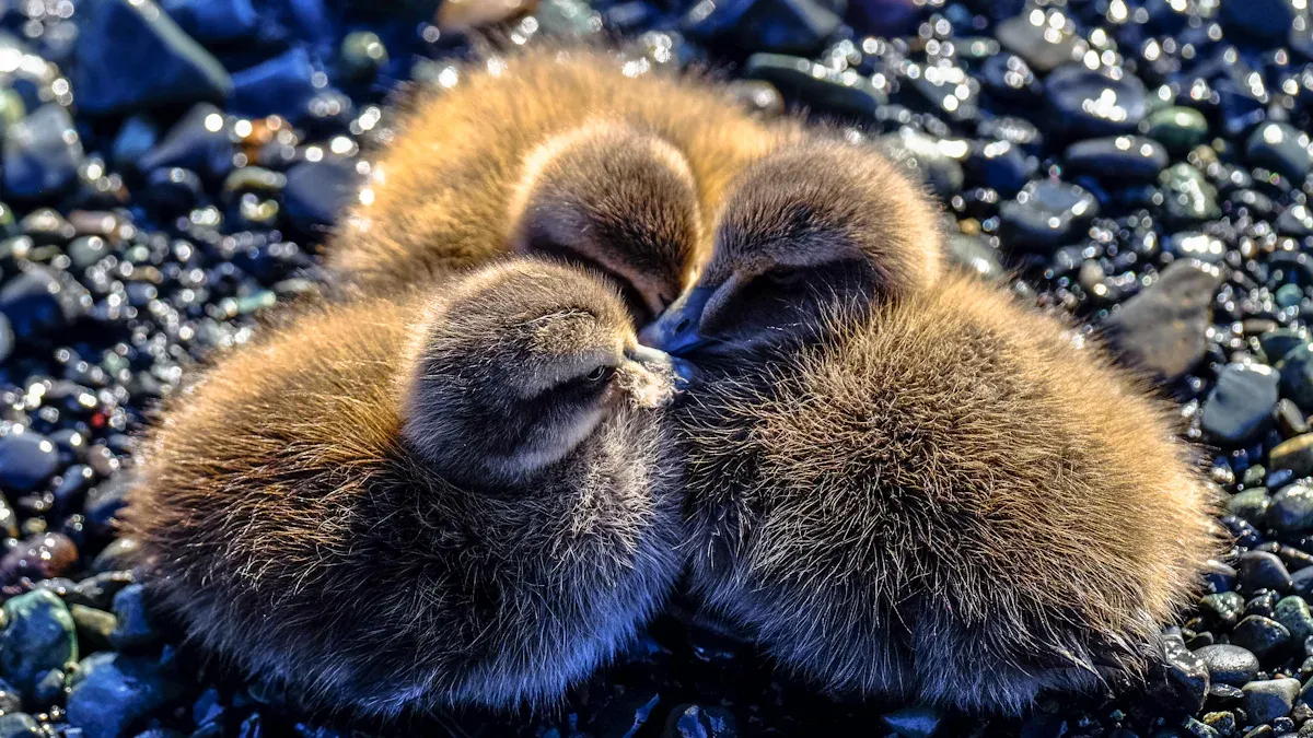 Aftercare for Call Ducklings