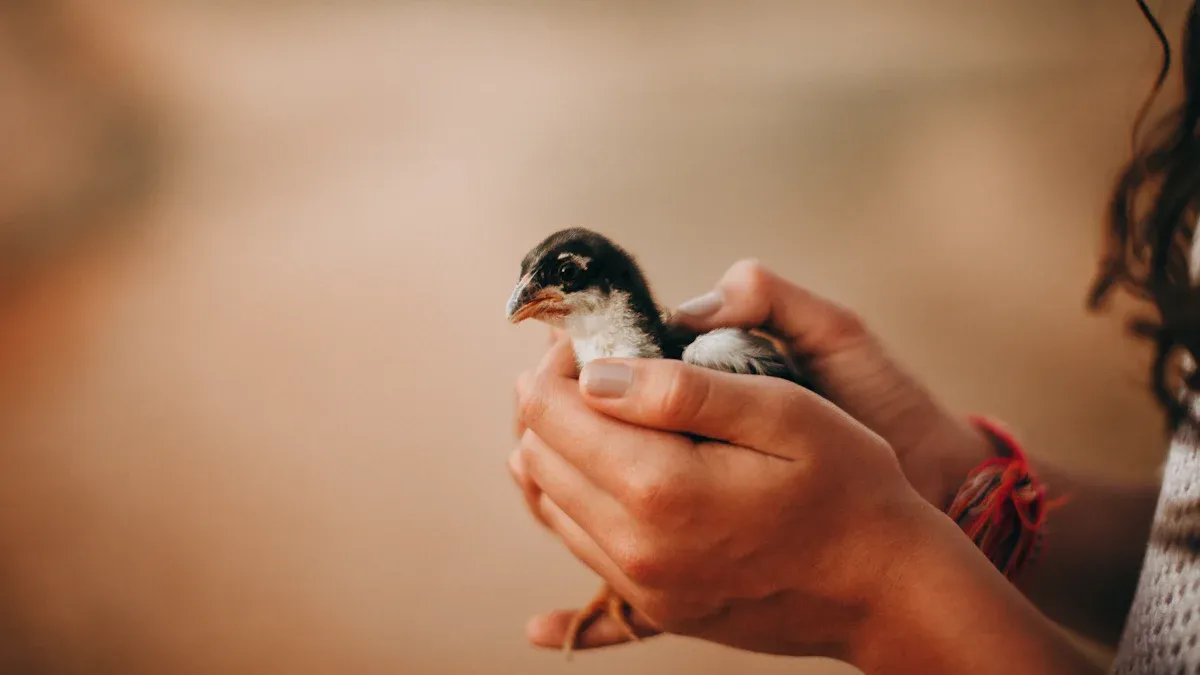 How to Hatch Quail Eggs Step-by-Step