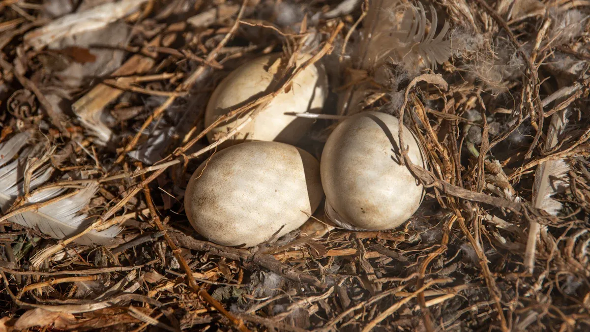Hatching Turkey Eggs and Brooding