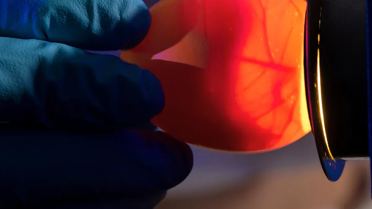 How to candle an egg step by step