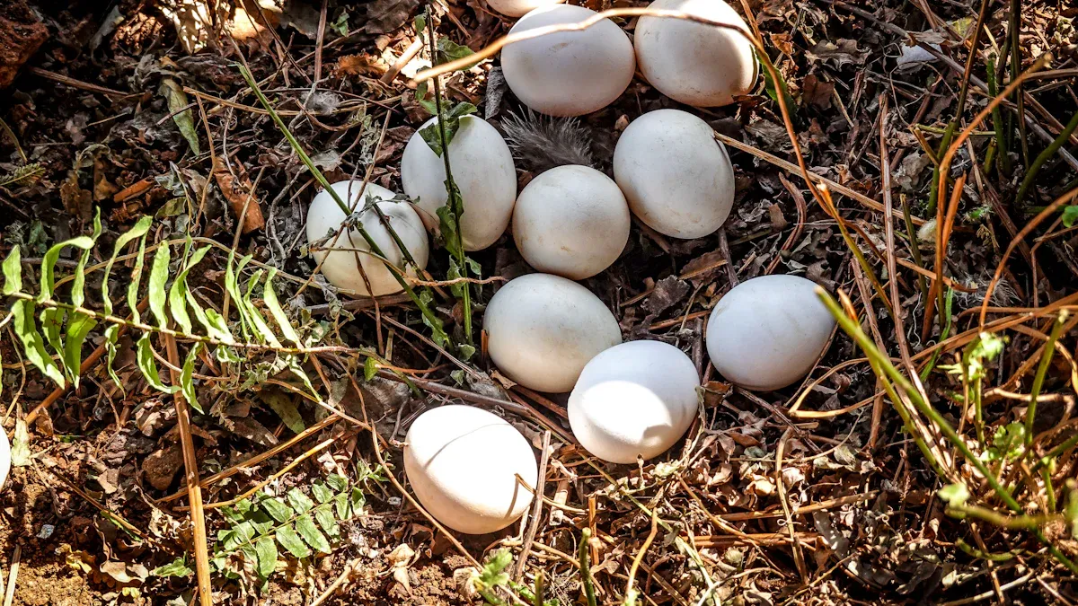 Keep duck eggs incubator temperature at 99.5°F and humidity at 55-60%, then 65-80% for hatching to boost hatch rates and duckling health.