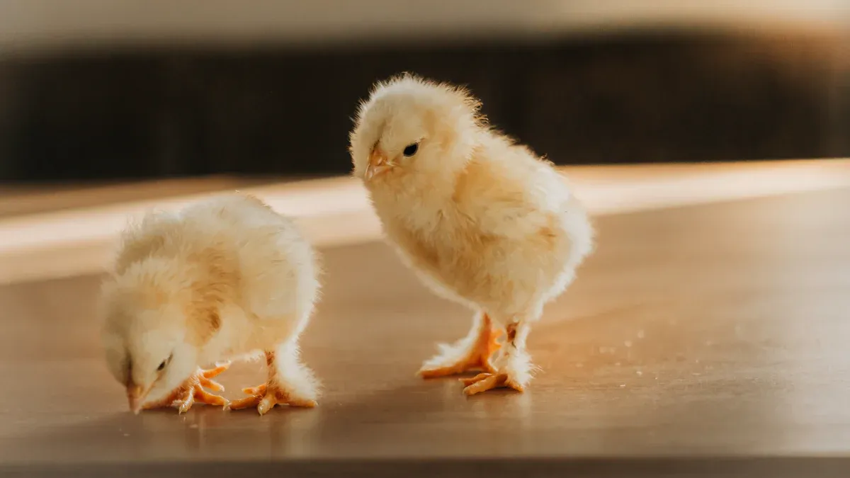 After Hatch Care&mdash;Incubator Drying and Brooder Prep