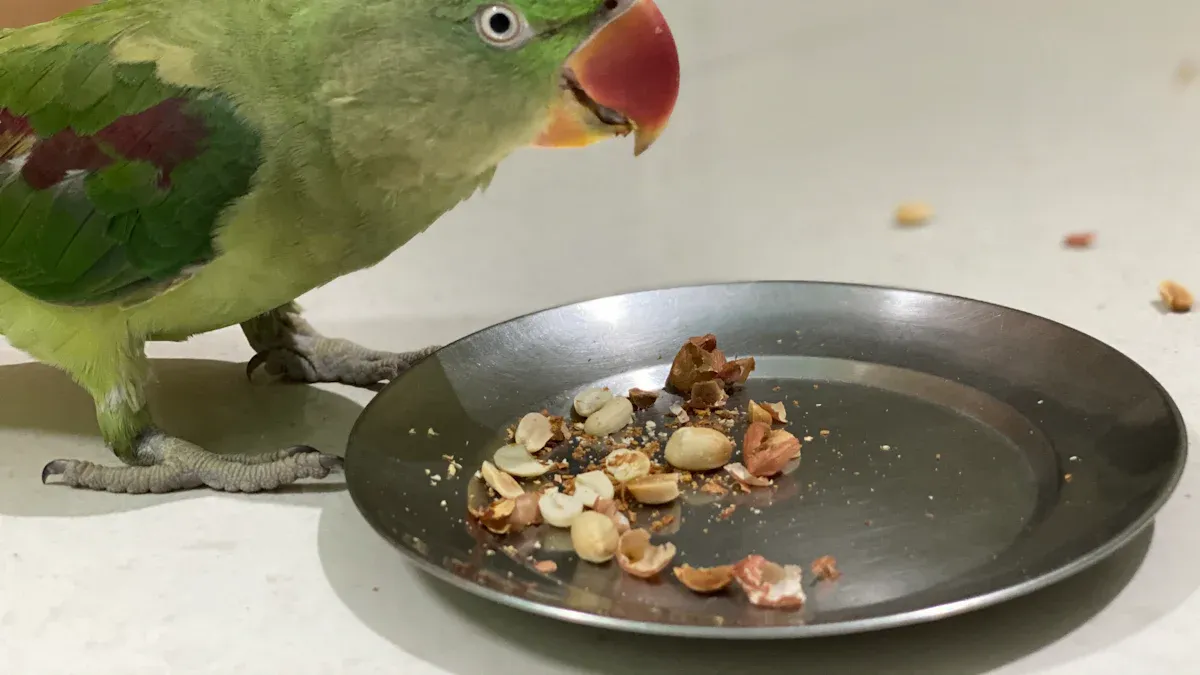 parrot-weaning-bowl-feeding-warm-soft-foods-foraging