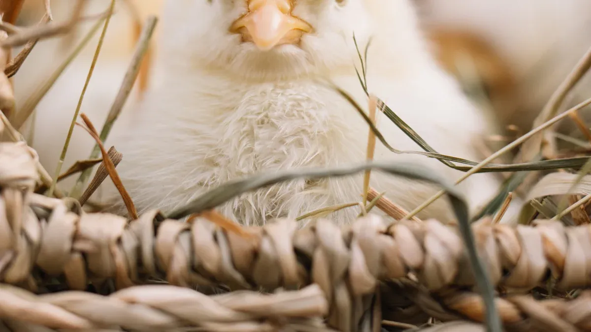 Winter Chicken Care for Chicks and Brooders