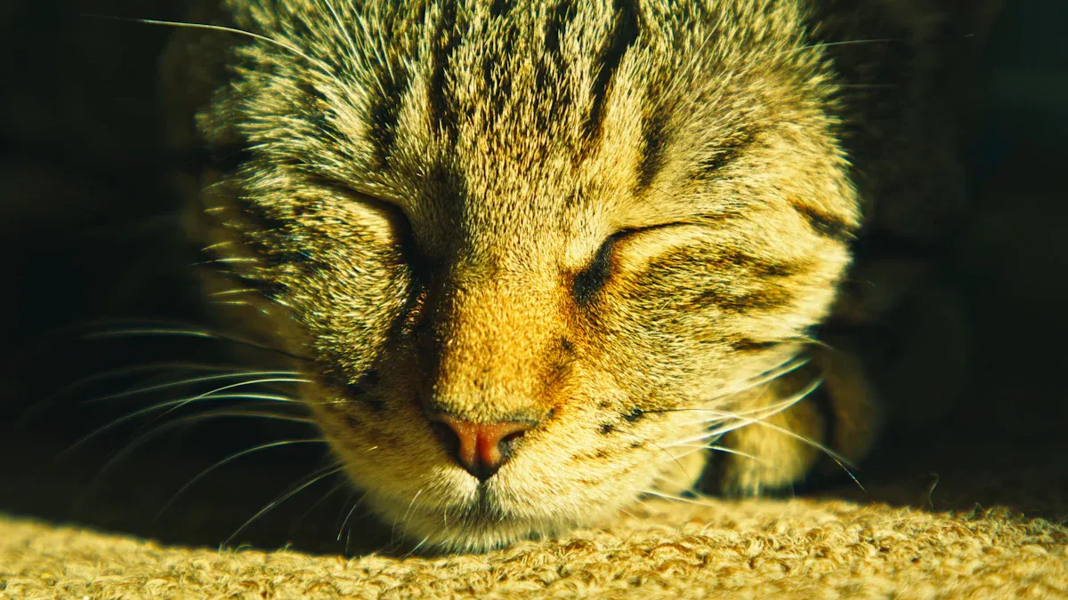 The meaning of cats slowly blinking at you