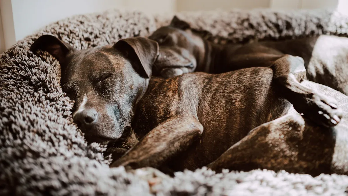 Why Do Dogs Scratch Their Beds? 6 Reasons & Solutions [2026 Definitive Explained]