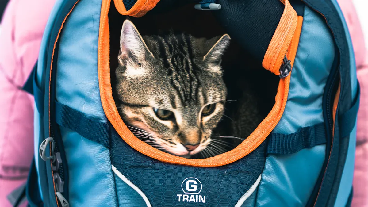 Top 10 Innovative Cat Carrier Designs for 2025