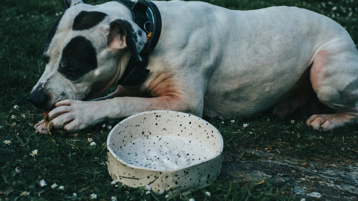 Inspection of Food-Grade Pet Bowls