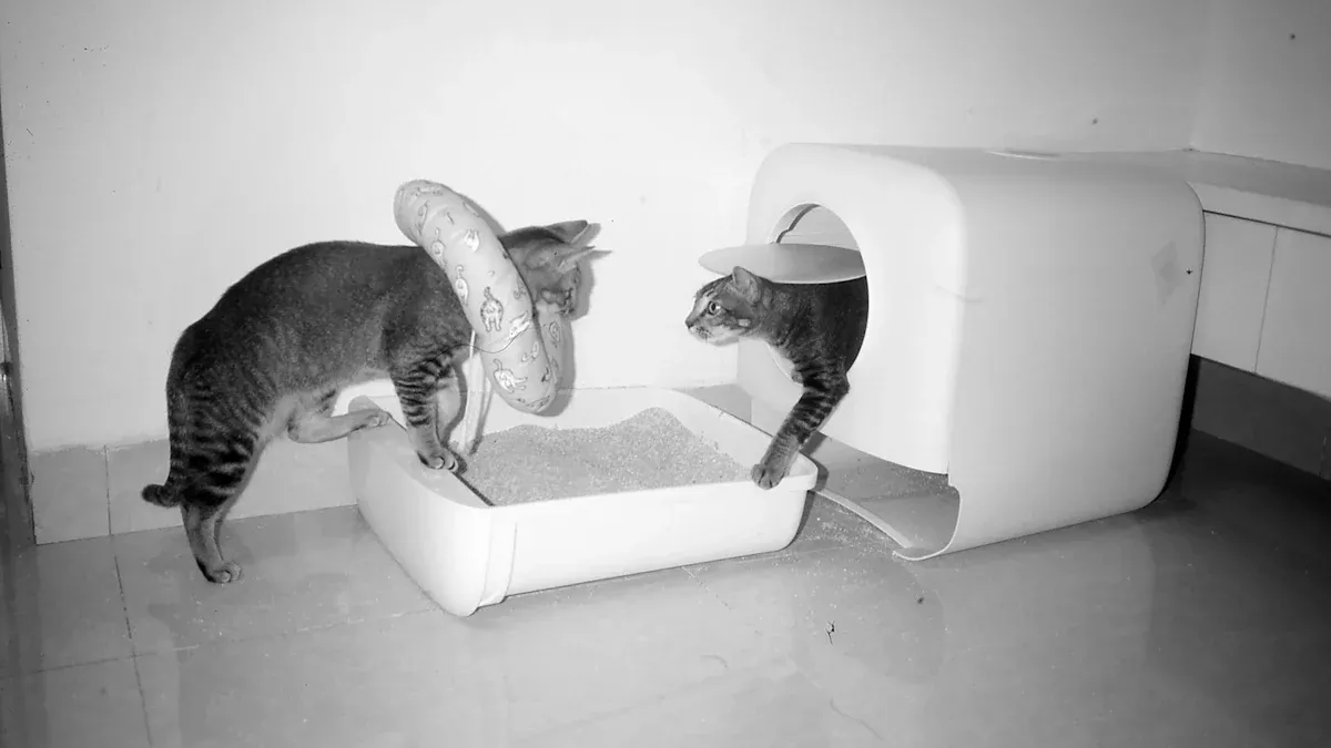 We Tested 10 Cat Litter Box Deodorization Kits for Odor Control