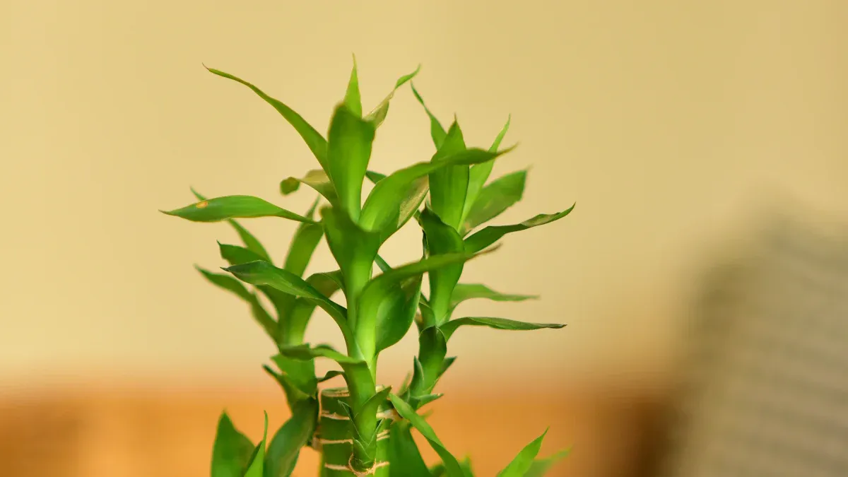 Consejos para el cuidado de las plantas de bambú