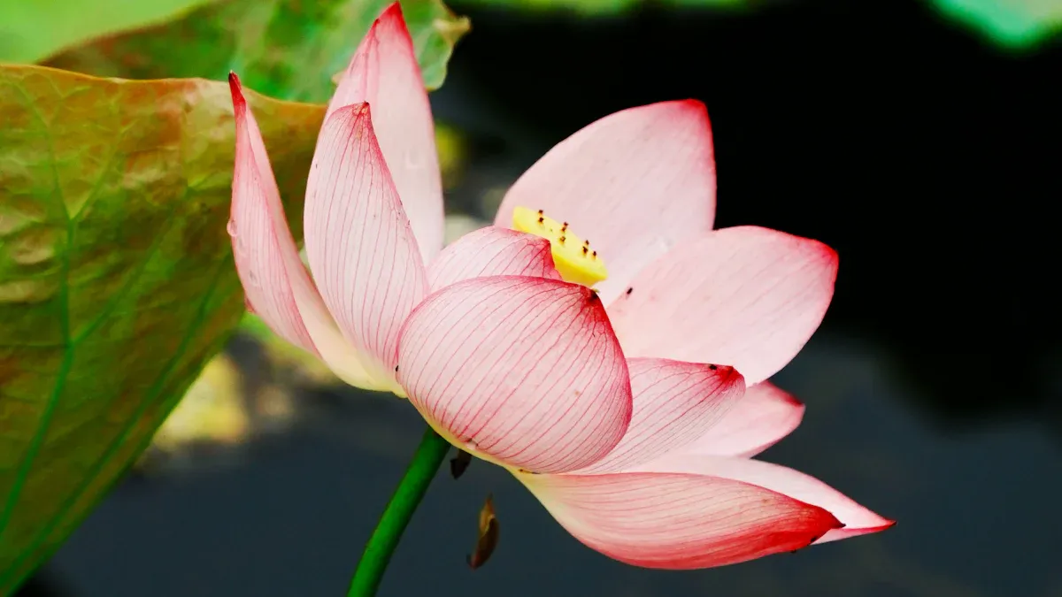 Feng Shui in Daily Life