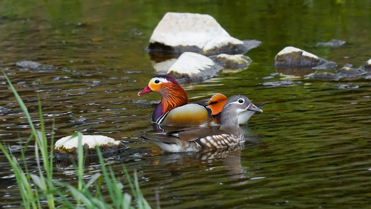 Aves Feng Shui