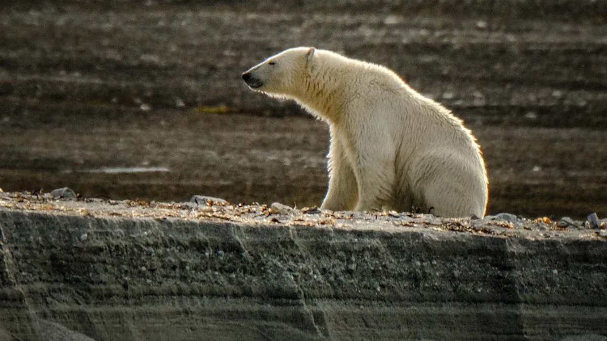 Sustainability and Environmental Considerations