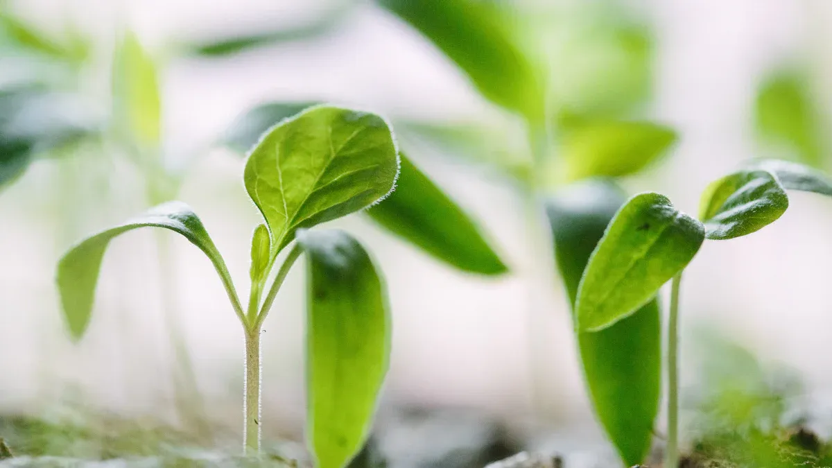 Implementing Lean Thinking for Sustainable Growth