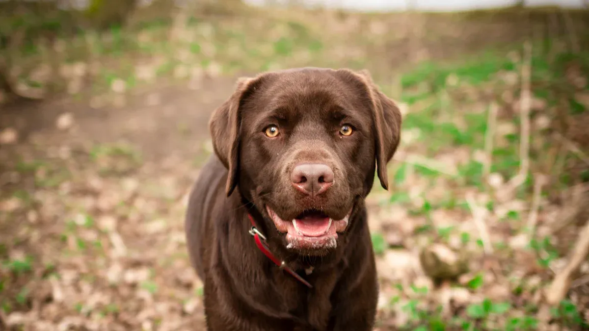 Training and Behavior of Labrador Retrievers