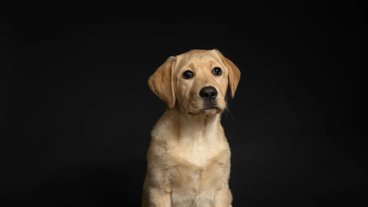 Characteristics of Labrador Retrievers