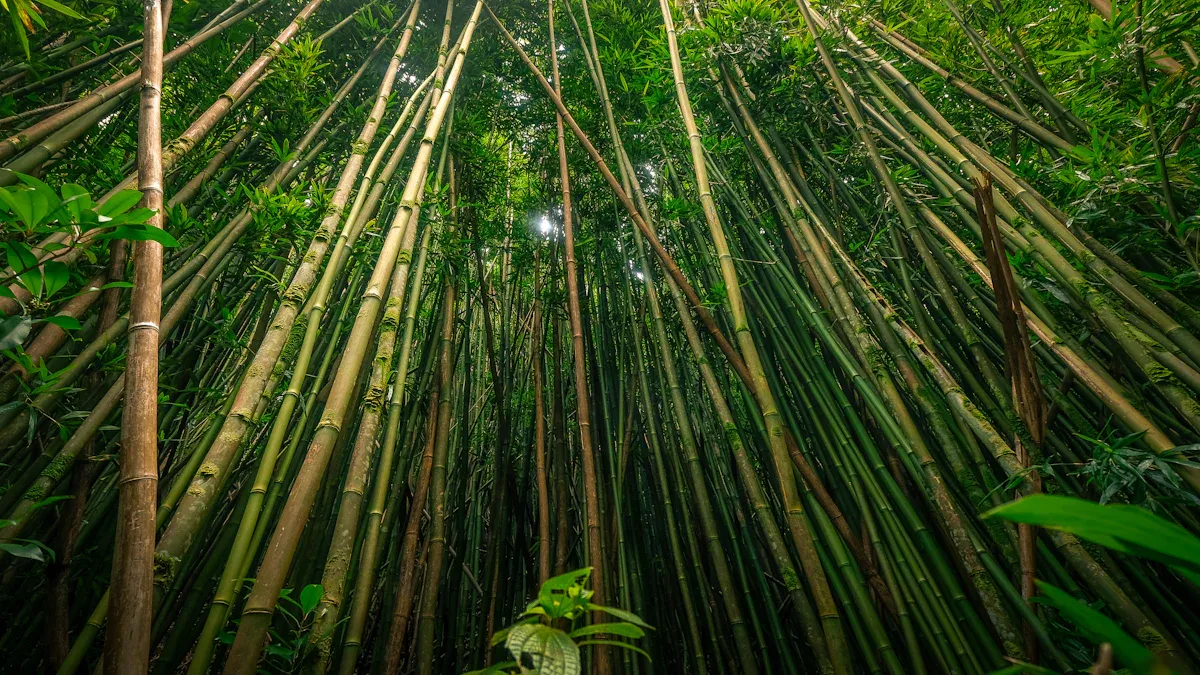 Why are bamboo fabric popular in sustainable fashion?