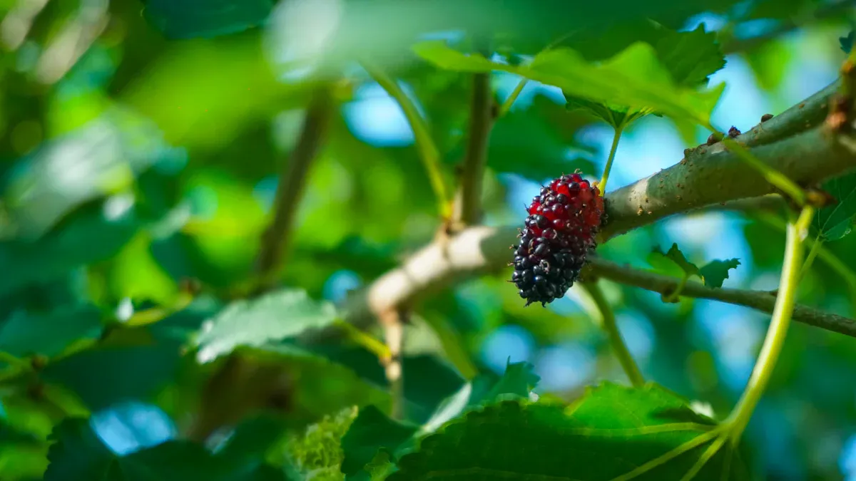 Introduction to Vine Tea Extract Dihydromyricetin