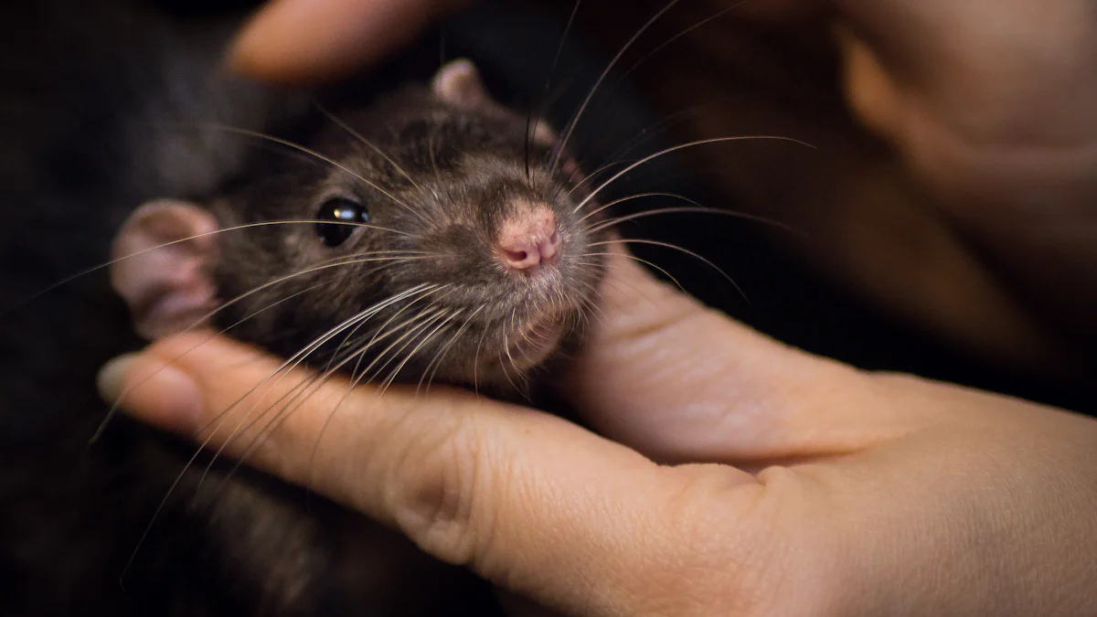 La symbolique générale des rats dans les rêves