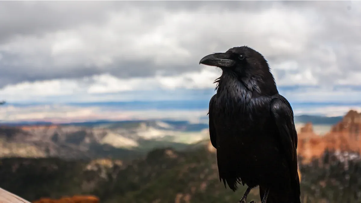 Symbolisme général du corbeau dans les rêves